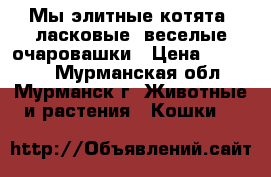 Мы элитные котята, ласковые, веселые очаровашки › Цена ­ 10 000 - Мурманская обл., Мурманск г. Животные и растения » Кошки   